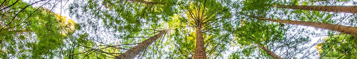 View looking up at tall trees from below