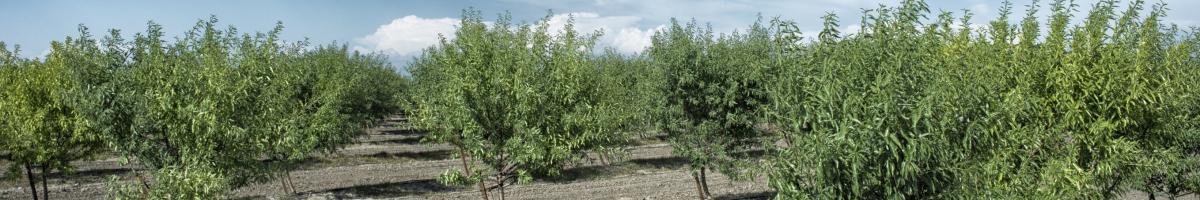 almond farm