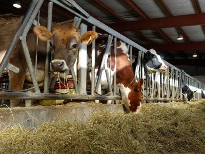 dairy cows eating hay