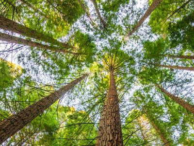 View looking up at tall trees from below